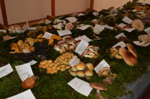 Kljub slabi gobarski sezoni lepa bera gob na razstavi 3